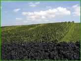 images/img_dasweingut.jpg